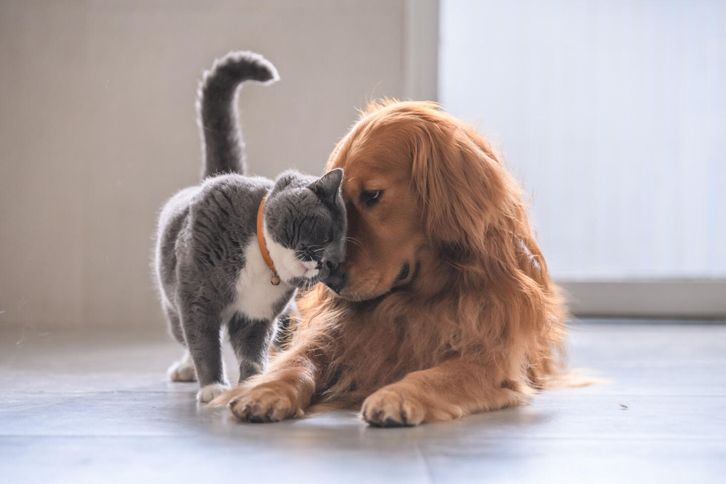 A golden retriever dog and a gray and white cat gently touch noses, symbolizing friendship between different species. The image captures a moment of sweet interaction in a naturally lit indoor environment.