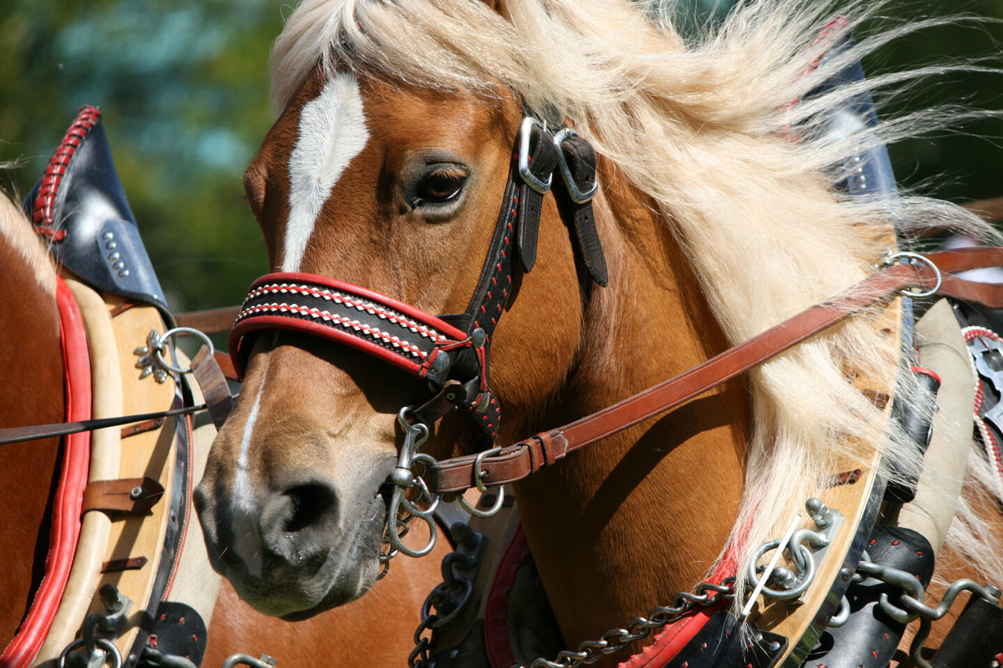 Horse at the Paris Horse Show with decorative harness