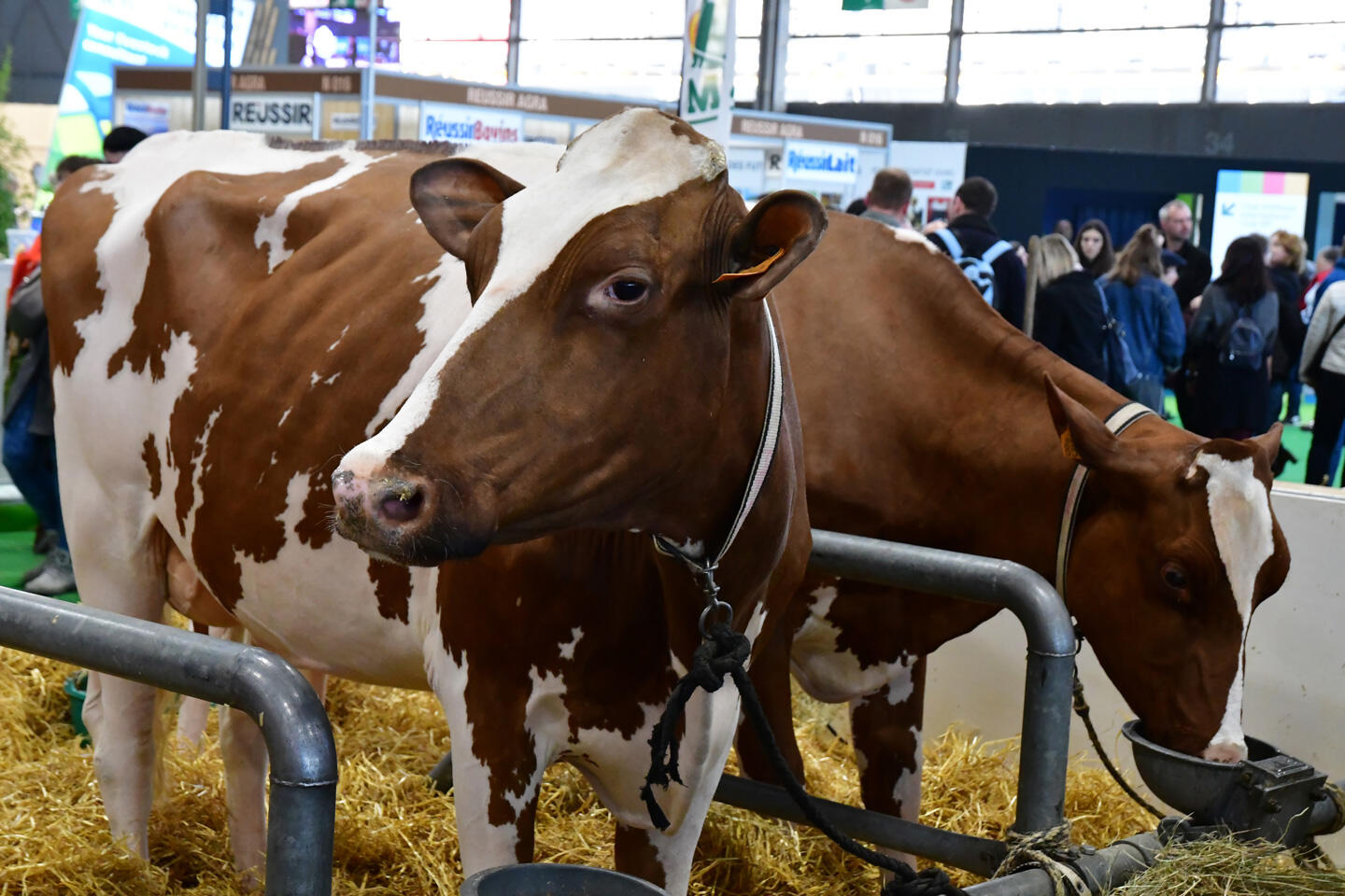 Kühe auf der Landwirtschaftsmesse in Paris mit Besuchern im Hintergrund