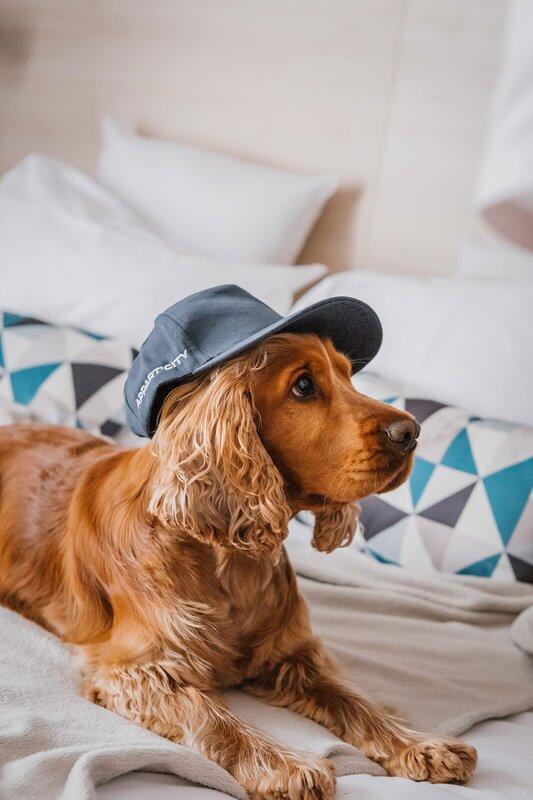 A Cocker Spaniel dog lying on a bed in an Appart'City apartment, wearing an Appart'City cap, with pillows and a throw blanket creating a cozy atmosphere.